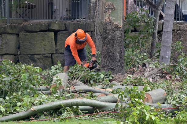 Vandenberg Af, CA  Tree Services Company